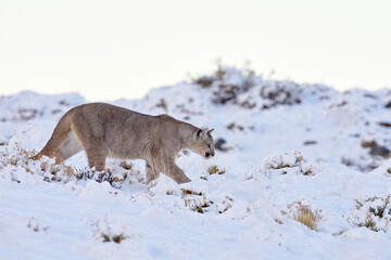 Puma, nature wintet habitat with snow, Torres del Paine, Chile. Wild big cat Cougar, Puma concolor, hidden portrait of dangerous animal with stone. Wildlife scene from nature. Mountain Lion.