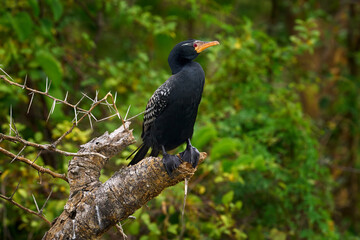 Reed cormorant, Microcarbo africanus, also known as long-tailed cormorant, black bird sitting on the tree trunk aboce the river.  Reed cormorant, Lake Albert on the Victoria Nile in Uganda. wildlife.