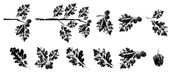 Set of black oak branch with Leaf stamp. Imprint of fallen leaves. © Quarta