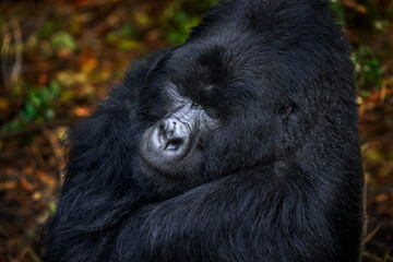Congo mountain gorilla. Gorilla - wildlife forest portrait . Detail head primate portrait with beautiful eyes. Wildlife scene from nature. Africa. Mountain gorilla monkey ape, Virunga NP.