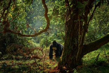 Congo mountain gorilla. Gorilla - wildlife forest portrait . Detail head primate portrait with beautiful eyes. Wildlife scene from nature. Africa. Mountain gorilla monkey ape, Virunga NP.