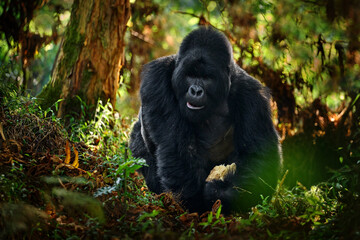 Congo mountain gorilla. Gorilla - wildlife forest portrait . Detail head primate portrait with beautiful eyes. Wildlife scene from nature. Africa. Mountain gorilla monkey ape, Virunga NP. - obrazy, fototapety, plakaty