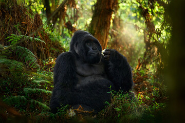 Congo mountain gorilla. Gorilla - wildlife forest portrait . Detail head primate portrait with beautiful eyes. Wildlife scene from nature. Africa. Mountain gorilla monkey ape, National Park. - obrazy, fototapety, plakaty
