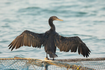 Cormorant drying its wings