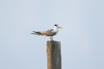 Great Crested Tern