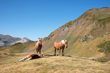 Horses grazing in the Pyrenees. Extense livestock farming