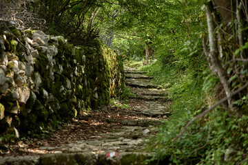 Pathway in the forest in Montenegro