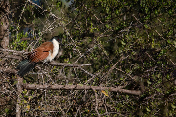 The Senegalese cuckoo is a species of cuculiform bird that lives in Africa, and enjoys the trees in the African savannah.