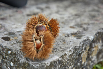Soil filled with edible chestnuts