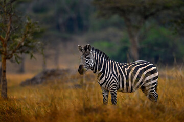 Zebra forest. Zebra with yellow golden grass. Burchell's zebra, Equus quagga burchellii, Nxai Pan...