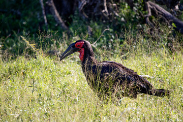 The southern ground hornbill is a species of bird that lives in the wildlife of the African savannah, it is a bird that is rarely seen in the trees and is always on the ground.