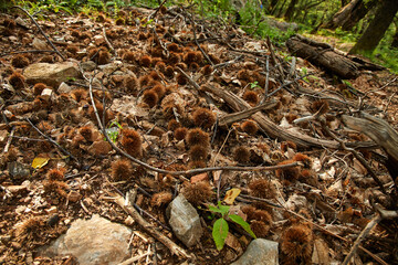 Soil filled with edible chestnuts