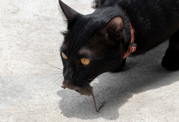 Black cat with dead rat