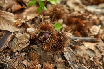 Soil filled with edible chestnuts