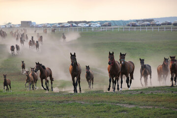 A herd of horses in a field runs in the dust at sunset, on a blurry background in the distance, a highway with cars