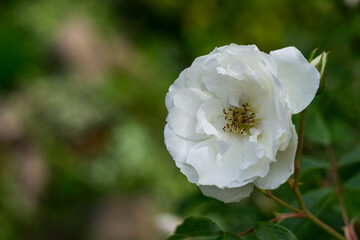 A white flower bud on the right side of the frame against the background of a bush with green leaves in strong defocus on the left, for use as a place for text