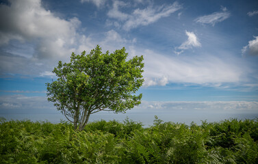 A Single holly tree amongst the ferns on North Hill, Exmoor with the Bristol Channel