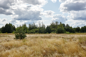 Fototapeta na wymiar Bright summer forest against the sky and meadows. Beautiful landscape of green trees and blue sky background