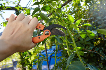 Man gardening in backyard. Mans hands with secateurs cutting off wilted flowers on rose bush. Seasonal gardening, pruning plants with pruning shears in the garden