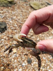 crab in hand