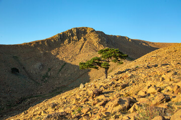 Single Trees are Turkey stock photo
