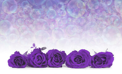 Five Purple roses bubble memo message background - flower heads arranged in a neat row with a...