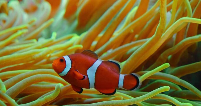Clownfish swim in anemones on coral reef. Red Sea or two-banded anemonefish. Marine fish feeds on algae and zooplankton in the wild. Family Pomacentridae. Close-up high quality footage.