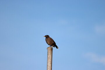 Cambodia. The common myna or Indian myna (Acridotheres tristis), sometimes spelled mynah, is a bird...