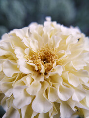 white zinnia flower