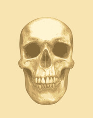 vector human skull. Graphic print for clothes, fabric, wallpaper, wrapping paper, design element for halloween party