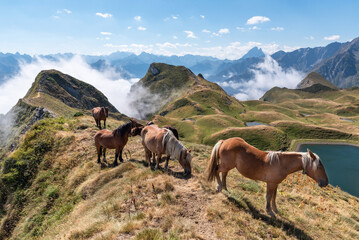 Free horses in the Pyrenees peaks. Extense livestock farming. Atlantic Pyrenees