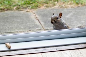 A squirrel and a peanut