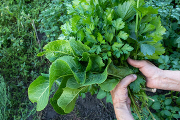 Person picking up fresh greens in the garden.  Female farmer hands holding a bunch of celery, parsley, horseradish. Healthy vegetable, herb, veggie food. Top view. 