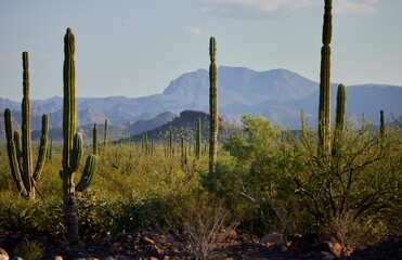 Cactus plants and green shrubs against a mountain range in Loreto, Baja California Sur, Mexico
