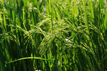 The rice fields of agriculture that are blooming long beautiful green