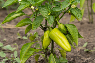 Green bell peppers in the garden release toxins.