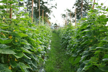 Planting cucumbers, vegetables, kitchen gardens that are about to bloom, growing green leaves