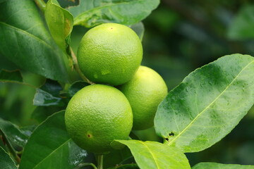 lemon fruit on a large tree