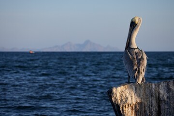 Selective focus shot of pelican in Loreto, Baja California Sur, Mexico
