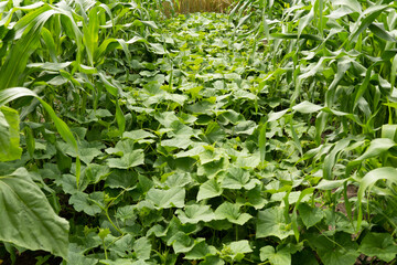 Garden at the end of summer. Herbs and vegetables in the backyard formal garden. Organic gardening.