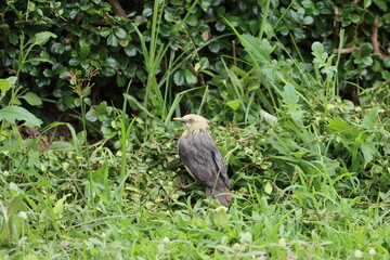 Cambodia. The vinous-breasted starling (Acridotheres burmannicus) is a species of starling in the family Sturnidae.