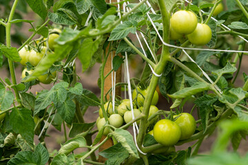 Tomato plants in greenhouse Green tomatoes plantation. Organic farming, young tomato plants growth in greenhouse