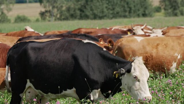 Countryside farm, black and brown cows grazing in a green field of grass, organic.