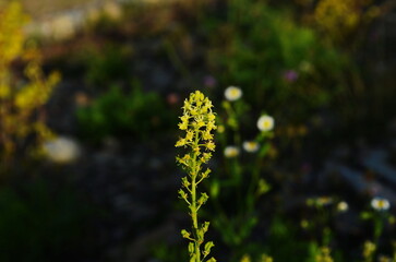Selective focus of wild grass flower in meadow in spring, Reseda lutea or the yellow mignonette or wild mignonette is a species of fragrant herbaceous plant