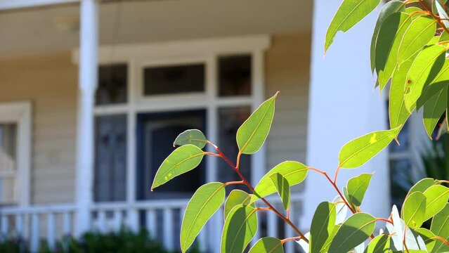 Closeup shot of gumtree branches in a house garden