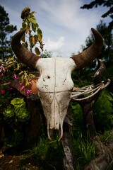 Vertical view of a bull skull in a garden - the symbol of lifelong protection from natural elements