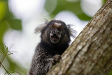 Close-up view of a black lion tamarin climbing the tree looking at the camera