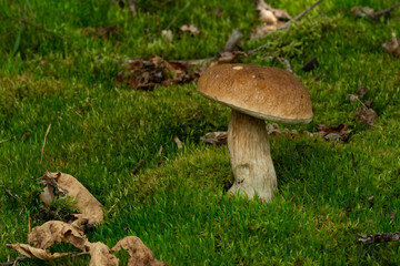 Beautiful fresh Edible Mushrooms, porcini mushrooms in the woods.