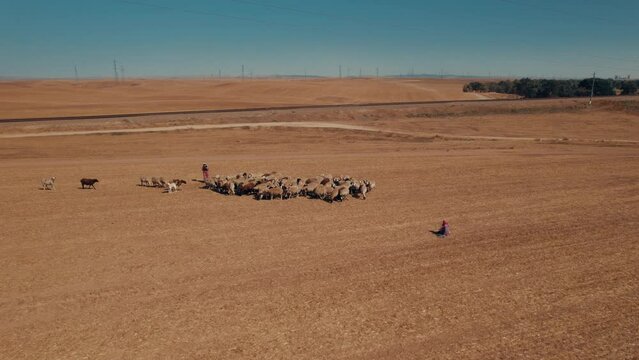 Aerial view of Female shepherd with sheep in a remote desert area, near large power poles and a cargo train track, dry land without crops, parallax shot