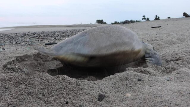 Footage of a sea turtle laying his eggs in the sand